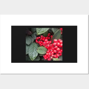 Red Christmas Berries of Harmony and Generosity Posters and Art